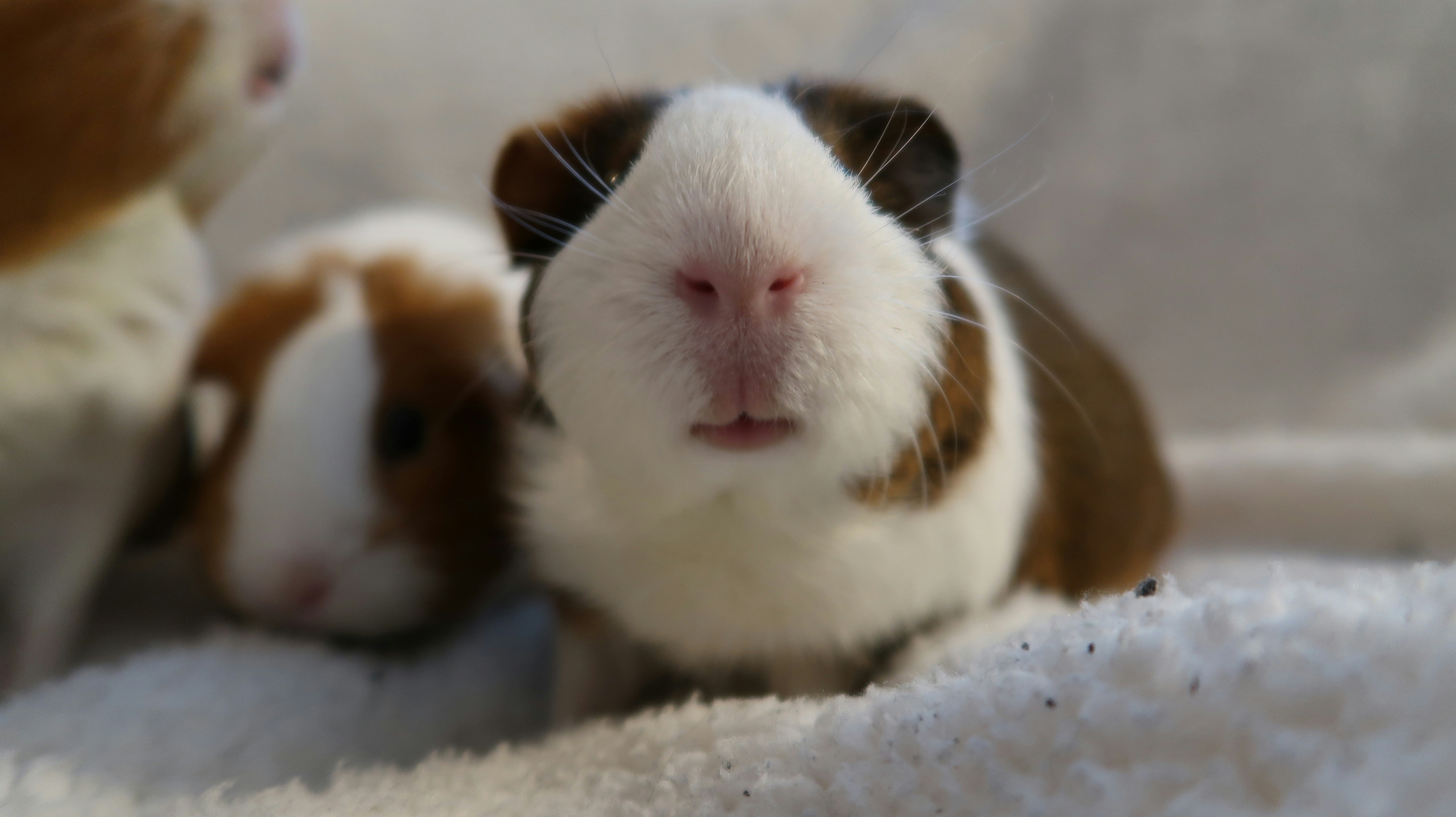 Ein geschecktes Meerschweinchen schaut in die Kamera