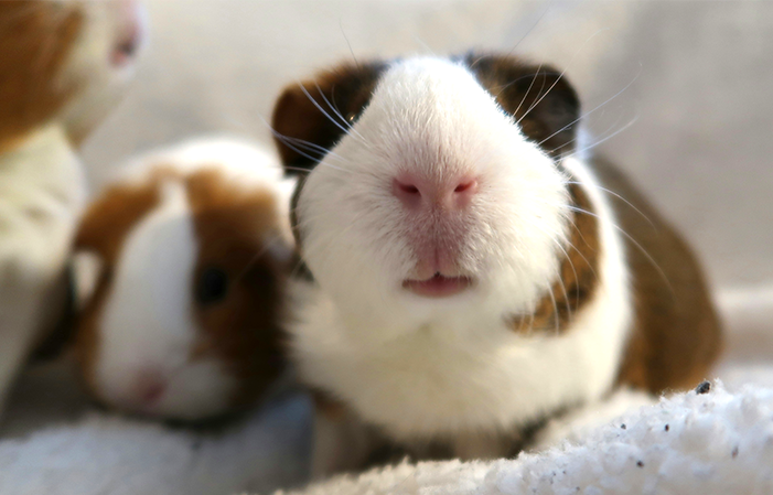 Ein braun--weiß geschecktes Meerschweinchen. Es schaut schnuppernd in die Kamera.