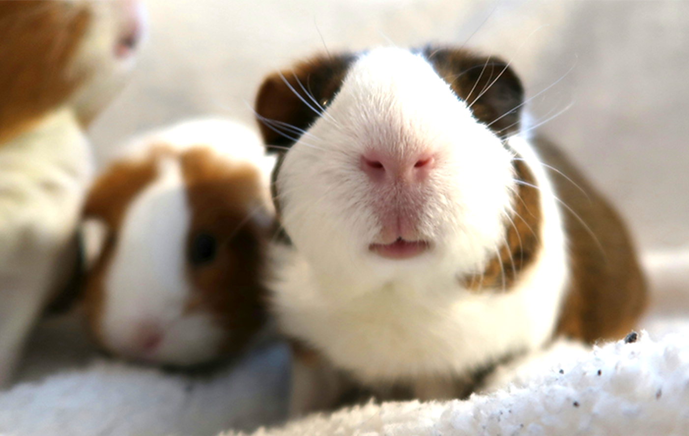 Ein braun-weiß geschecktes Meerschweinchen. Es schaut schnuppernd in die Kamera. 